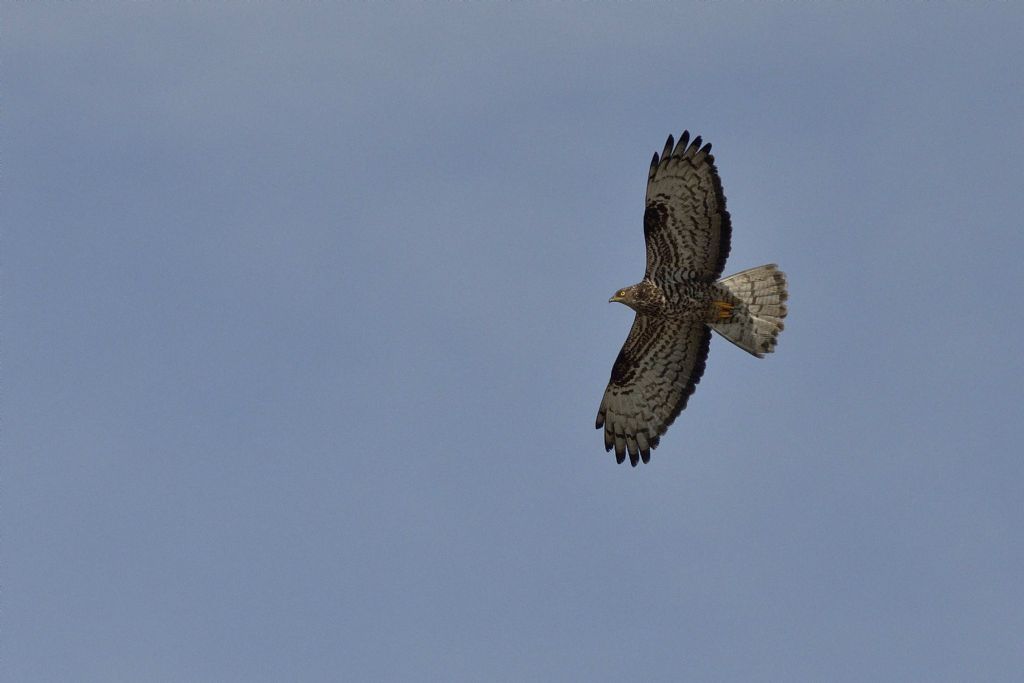 Falco pecchiaiolo (Pernis apivorus) ?  S !