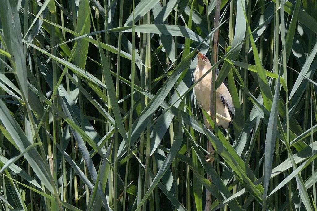 Tarabusino  (Ixobrychus minutus)