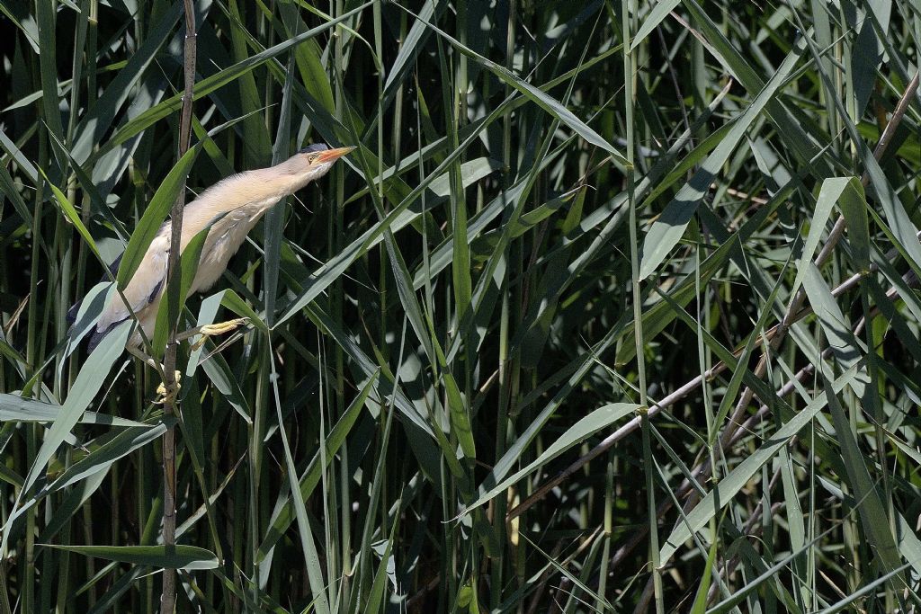 Tarabusino  (Ixobrychus minutus)