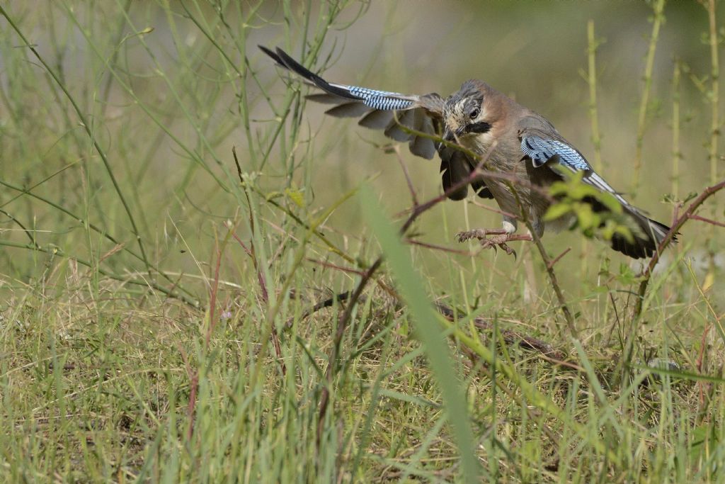 Ghiandaia (Garrulus glandarius)