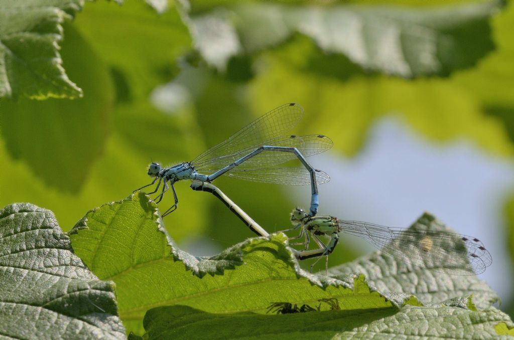 Accoppiamento di  Coenagrion puella