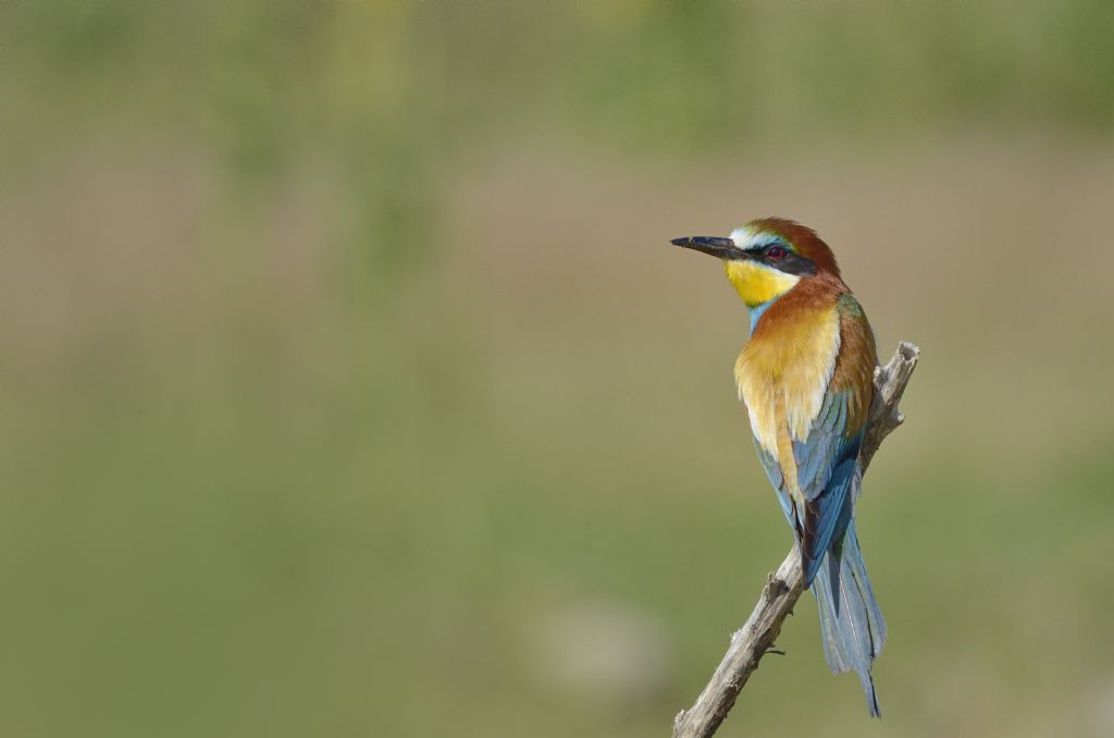 Merops apiaster , gruccioni in Piemonte