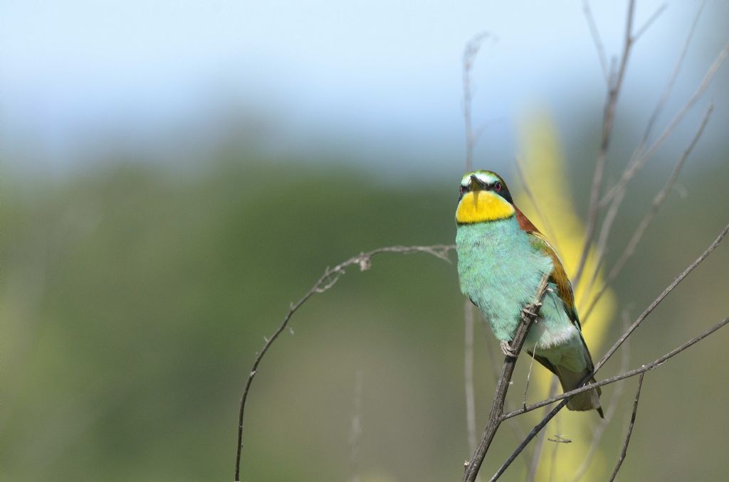 Merops apiaster , gruccioni in Piemonte