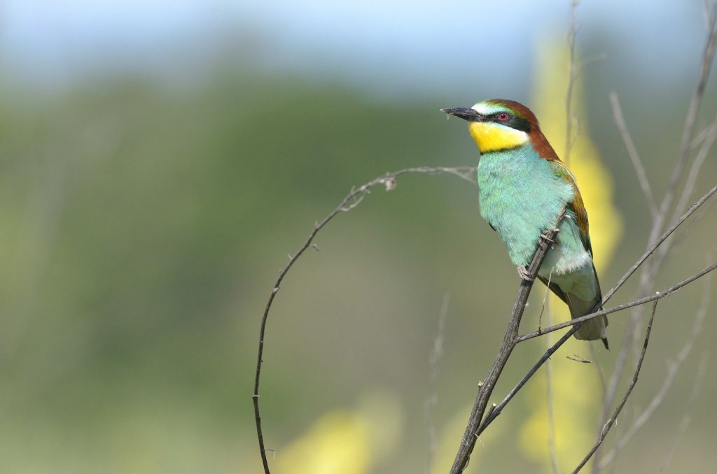 Merops apiaster , gruccioni in Piemonte