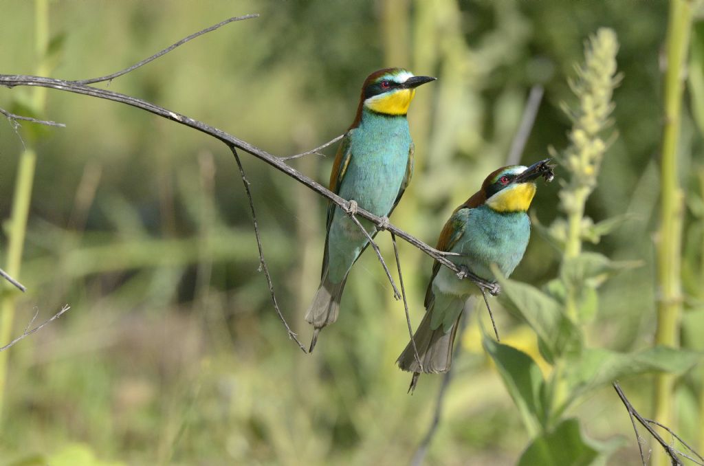 Merops apiaster , gruccioni in Piemonte