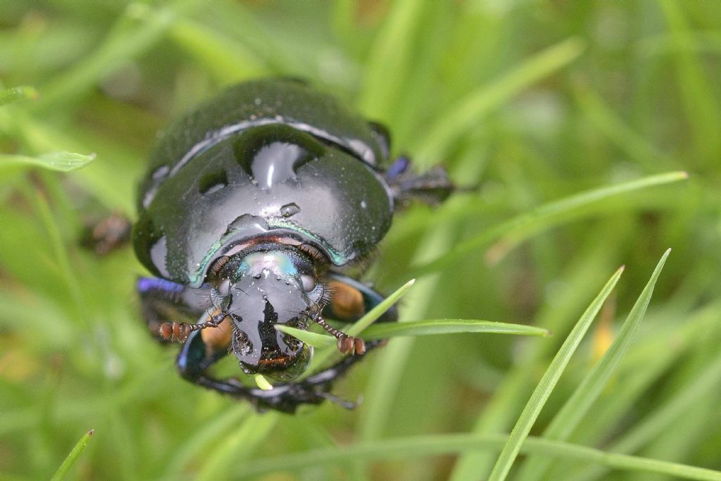 Geotrupidae: Geotrupes stercorarius? S.