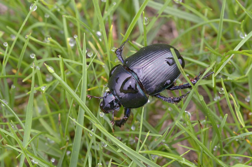 Geotrupidae: Geotrupes stercorarius? S.