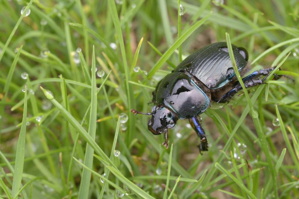 Geotrupidae: Geotrupes stercorarius? S.