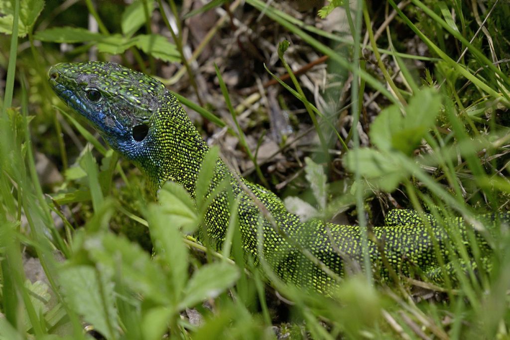 Ramarri