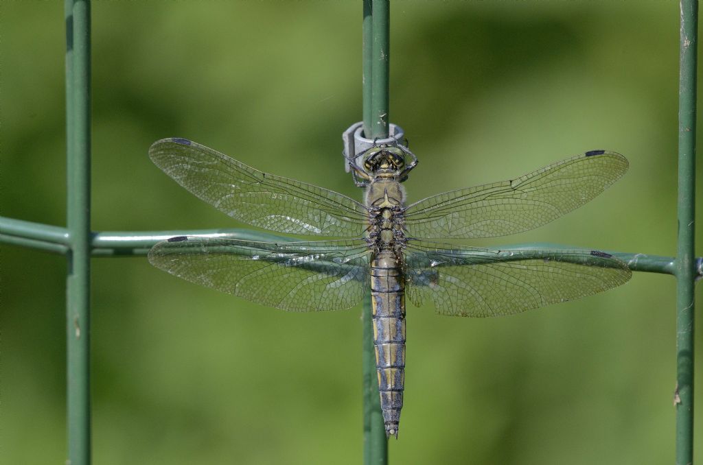 Orthetrum cancellatum f. ?  S� !