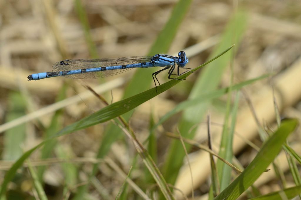 Enallagma cyathigerum