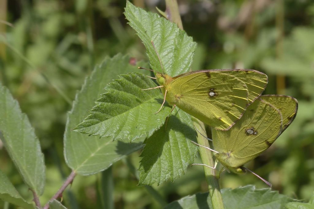 Accoppiamento di colias crocea