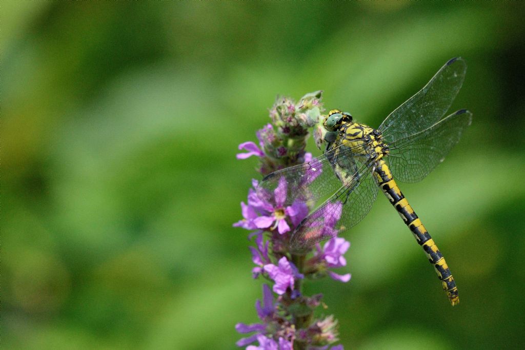 Onychogomphus forcipatus F.