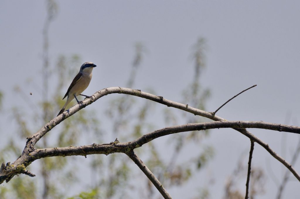 Averla piccola (Lanius collurio)