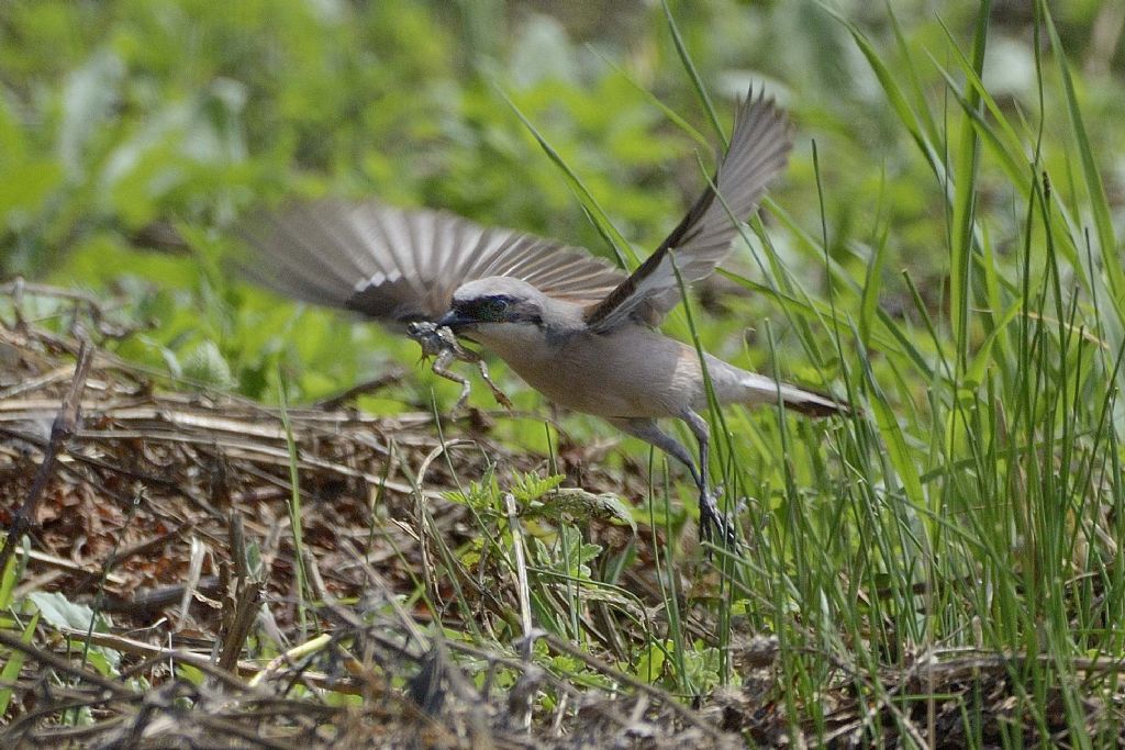 Averla piccola (Lanius collurio)