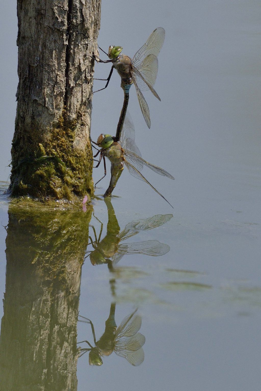 Ovodeposizione di anax parthenope