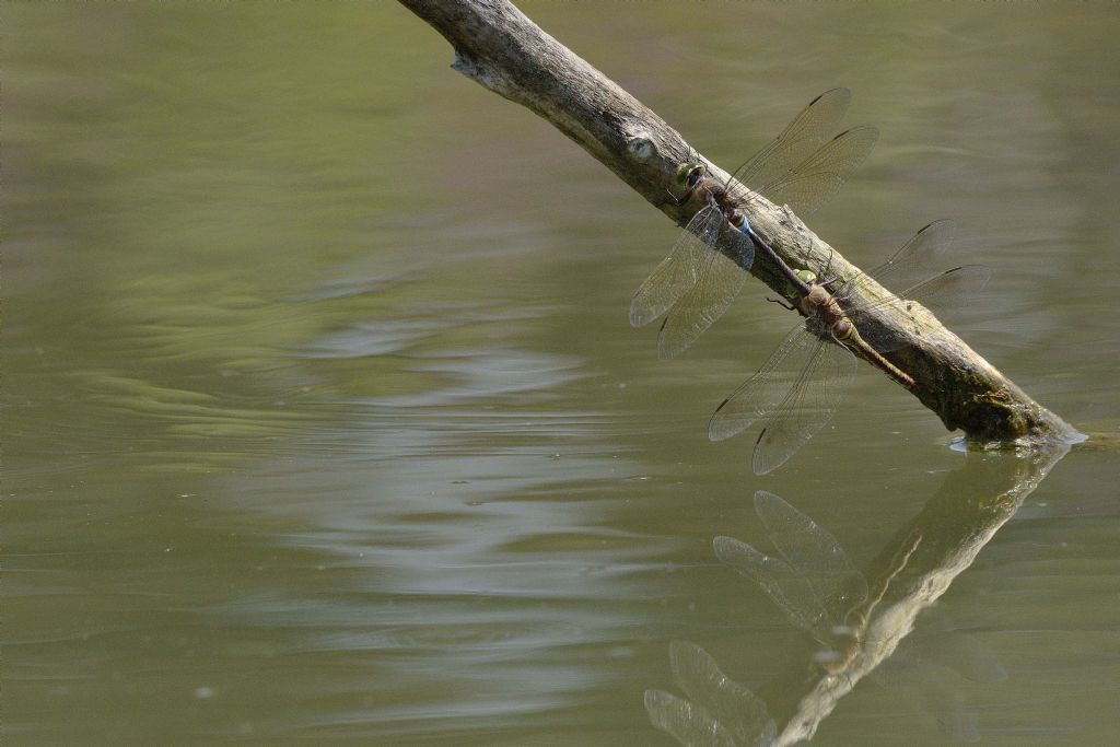 Ovodeposizione di anax parthenope