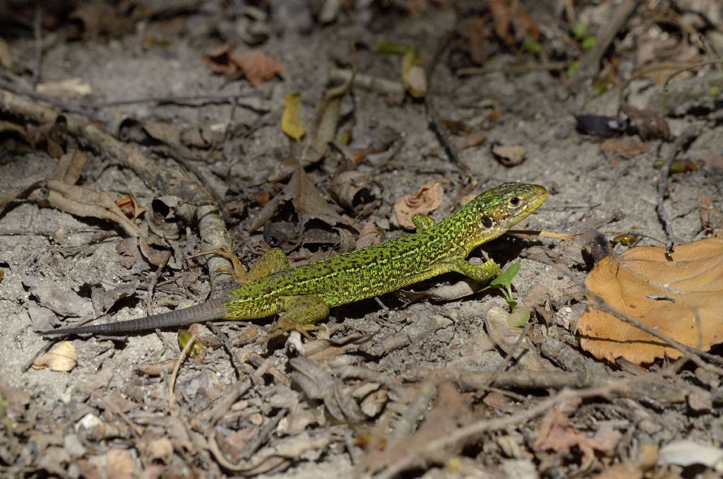 Ramarri (Lacerta bilineata) e coda.