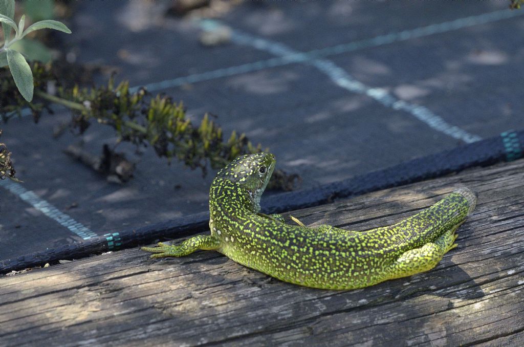 Ramarri (Lacerta bilineata) e coda.