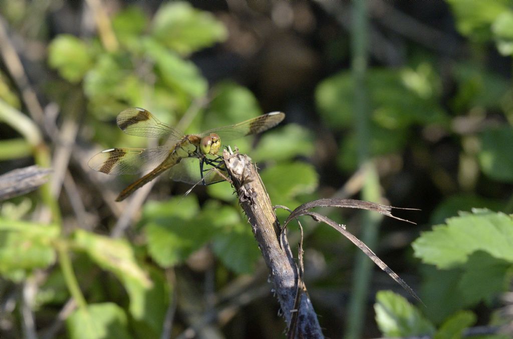 Libellula quadrimaculata?  No, Sympetrum pedemontanum