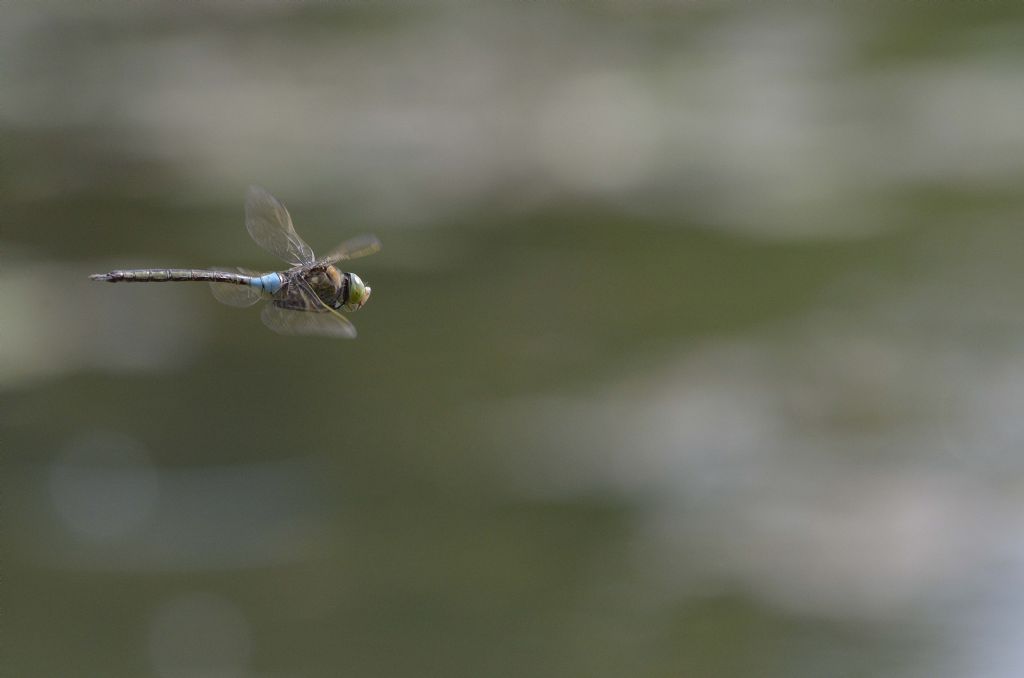 Anax parthenope M. in volo
