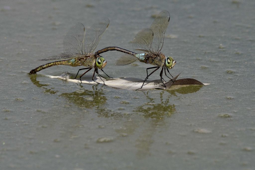 Ovodeposizione di anax parthenope