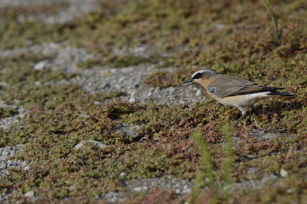 Stiaccino ?  No, Culbianco  (Oenanthe oenanthe)