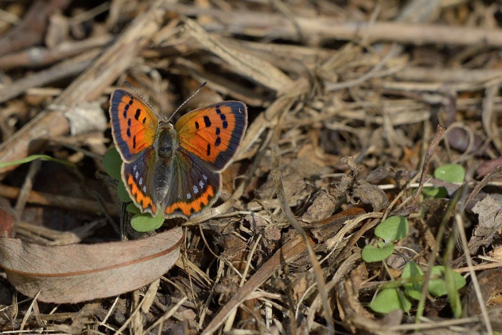 Farfalla da ID: Lycaena phlaeas - Lycaenidae