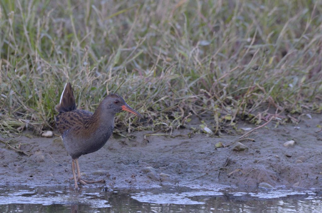 Porciglione (Rallus aquaticus)