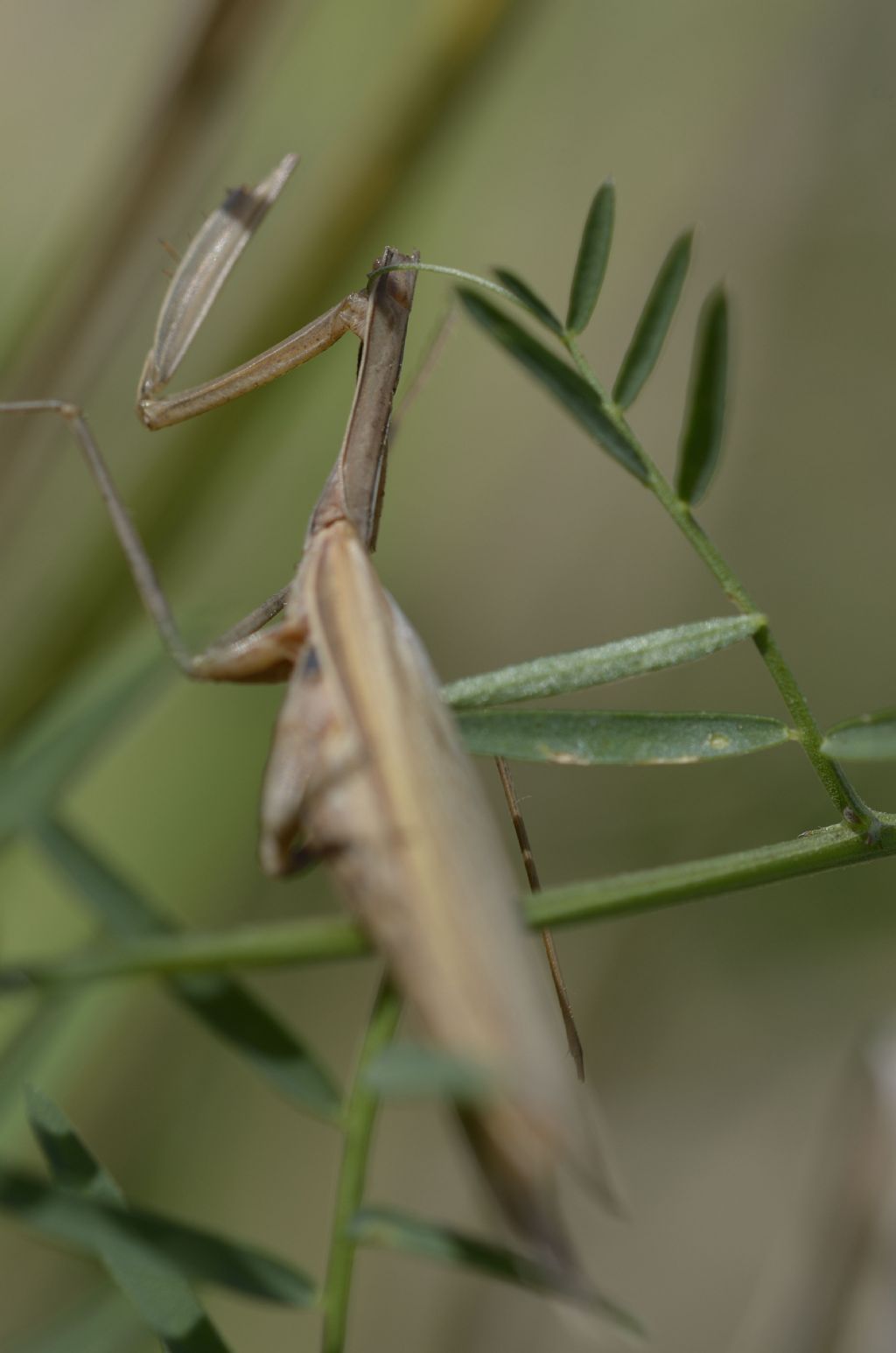 Mantidi religiose cannibali