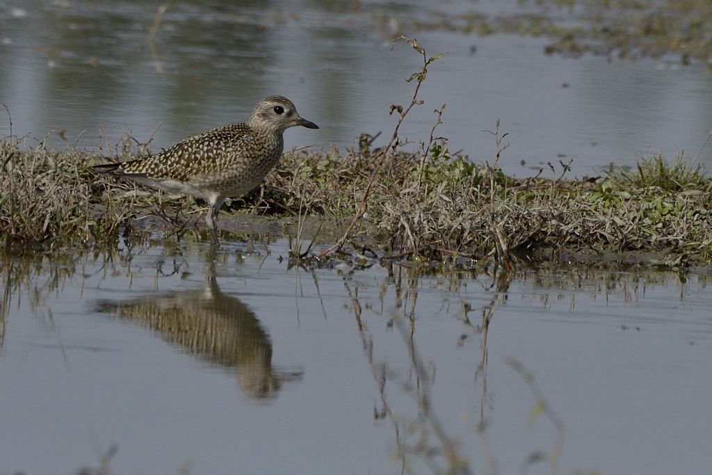 Pivieressa (Pluvialis squatarola)