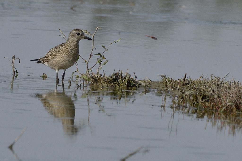 Pivieressa (Pluvialis squatarola)