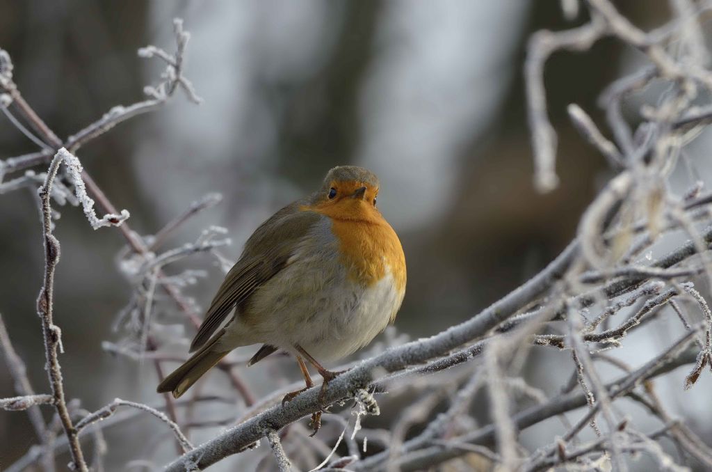 Pettirosso  (Erithacus rubecula) nella galaverna