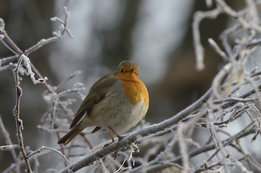 Pettirosso  (Erithacus rubecula) nella galaverna