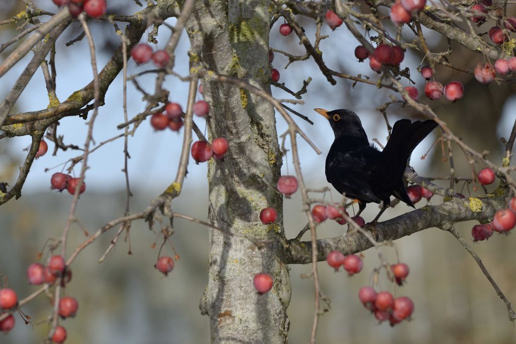 Merlo (Turdus merula)