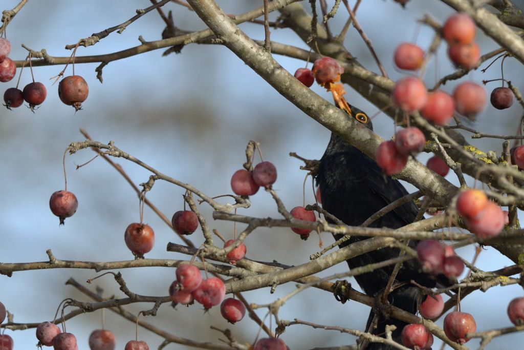 Merlo (Turdus merula)