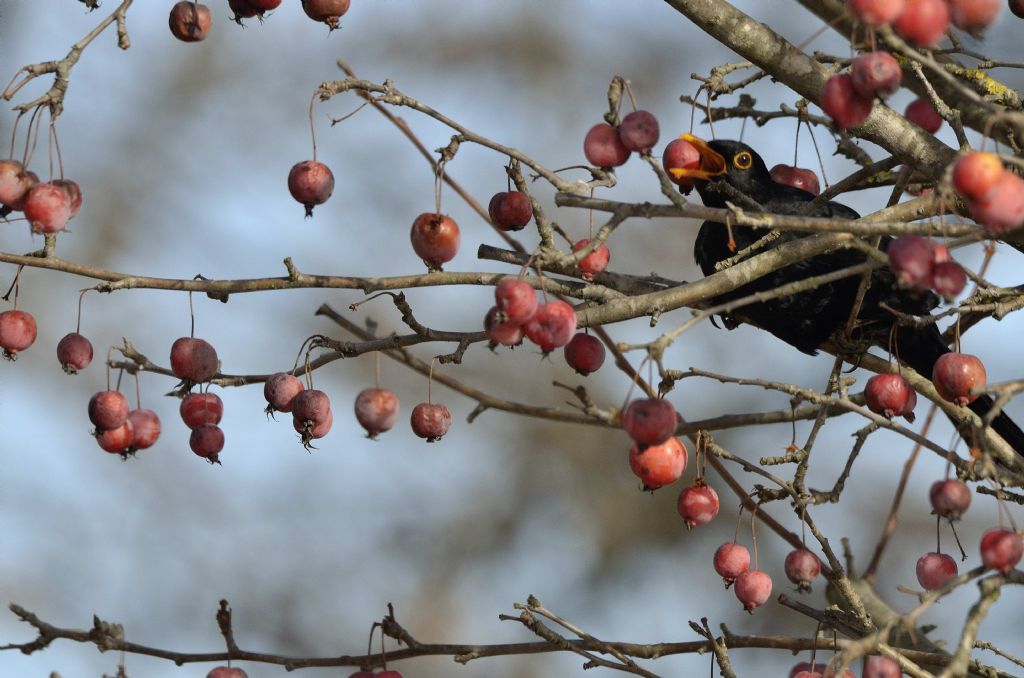 Merlo (Turdus merula)