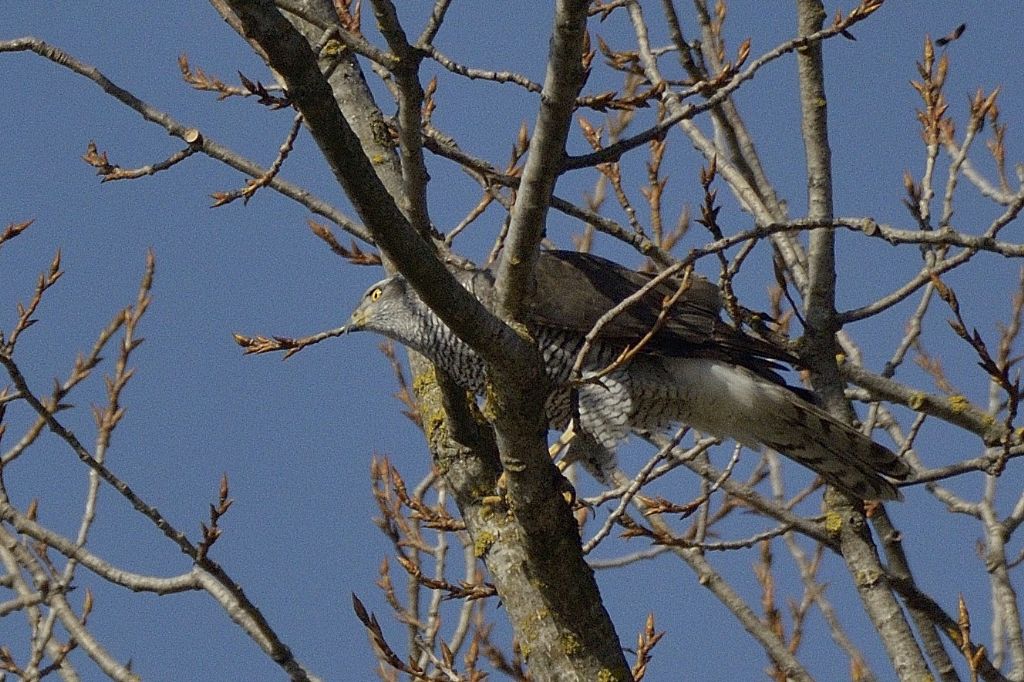 Sparviere ? No, Astore (Accipiter gentilis)