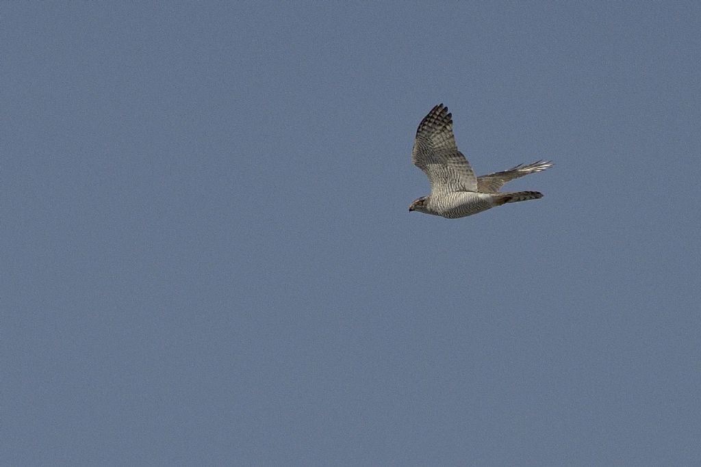 Sparviere ? No, Astore (Accipiter gentilis)