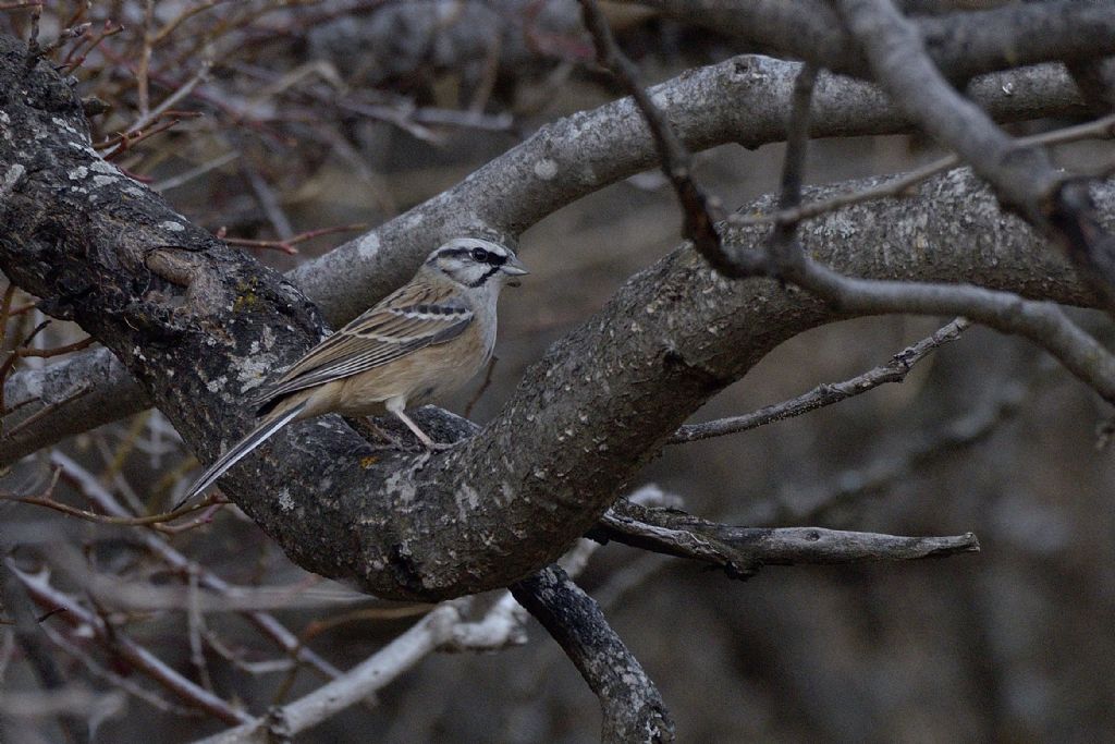 Zigolo muciatto  (Emberiza cia)