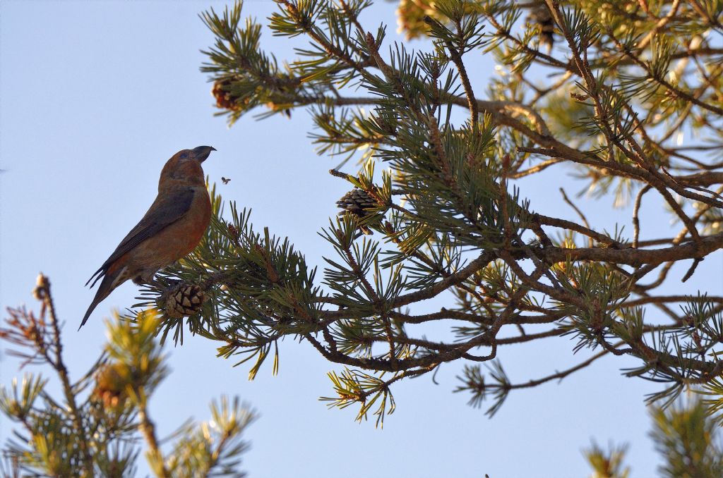 Crocieri   (Loxia curvirostra)