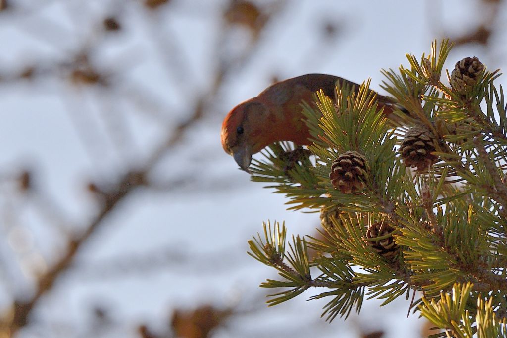 Crocieri   (Loxia curvirostra)