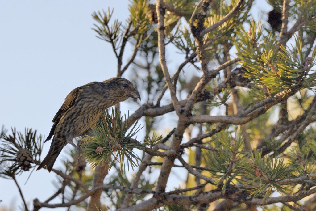 Crocieri   (Loxia curvirostra)