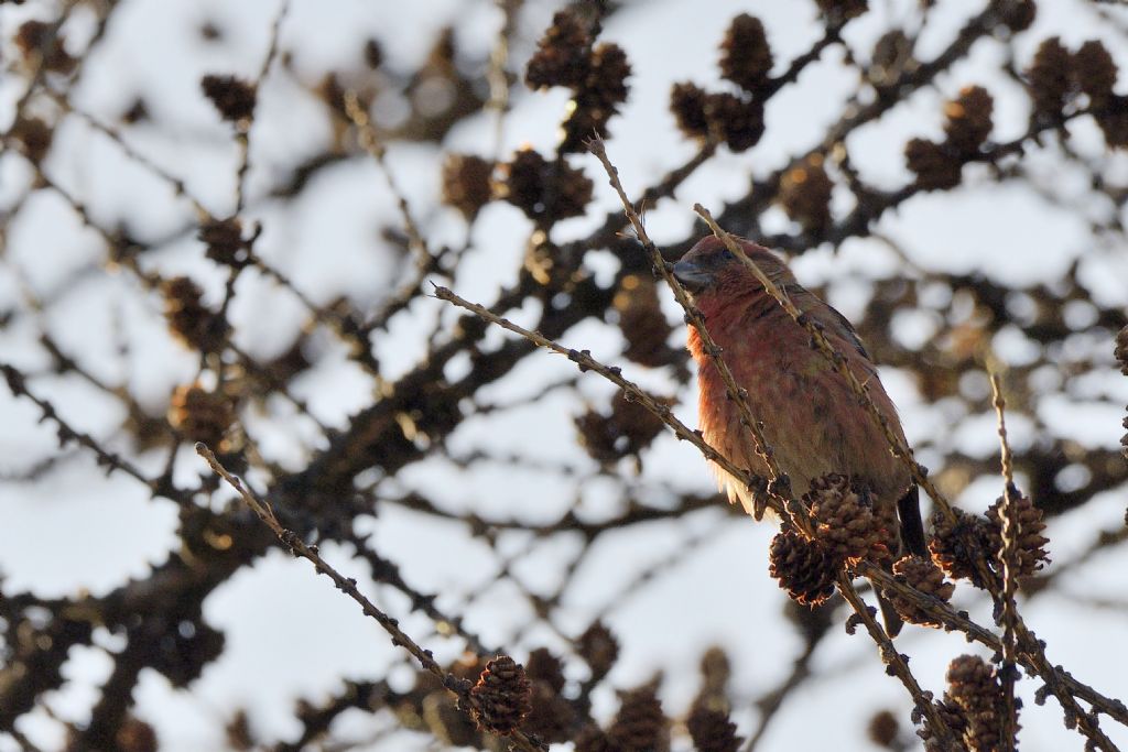 Crocieri   (Loxia curvirostra)