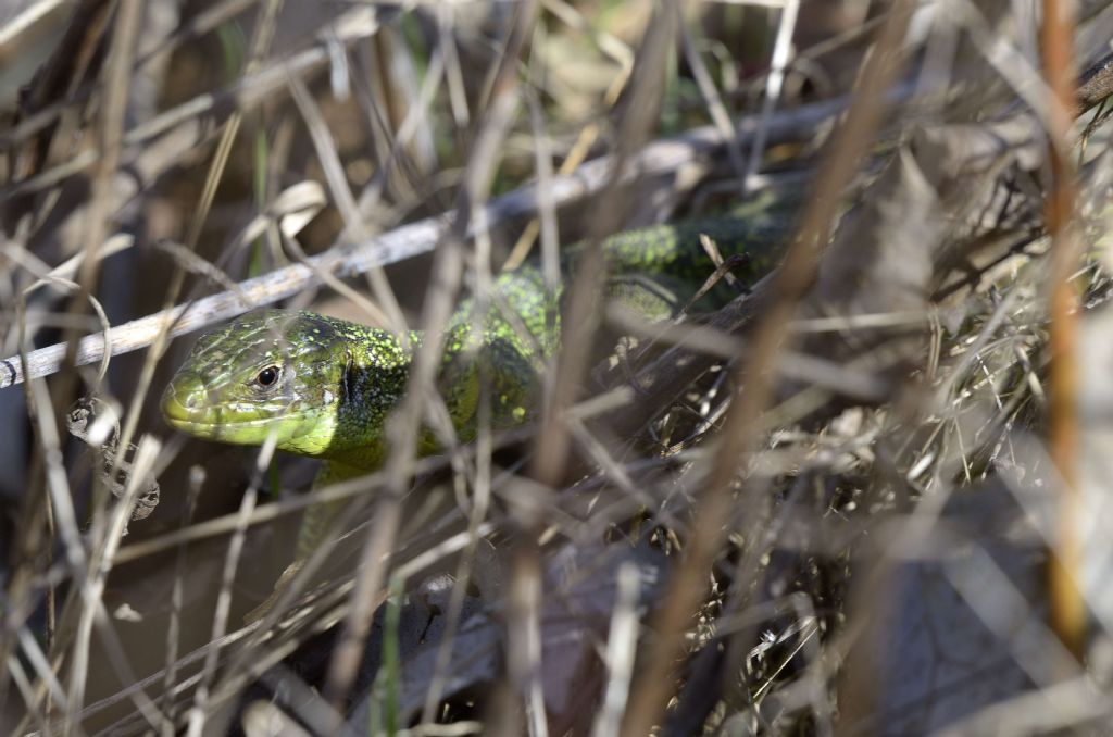 Lacerta  al primo caldo.... Lacerta bilineata (Ramarro occidentale)