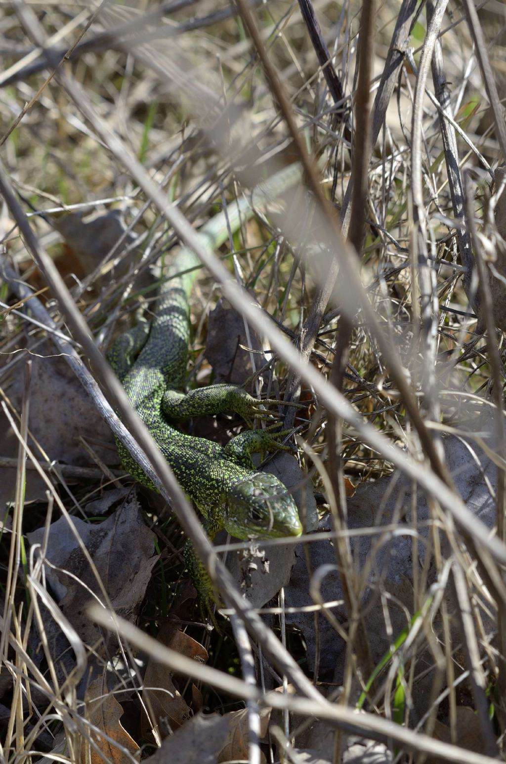 Lacerta  al primo caldo.... Lacerta bilineata (Ramarro occidentale)