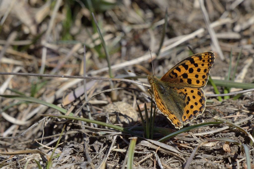 Latonia [Issoria lathonia] ?  S !