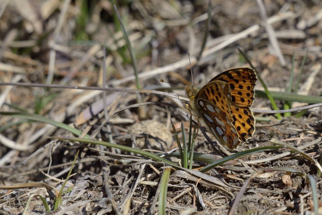 Latonia [Issoria lathonia] ?  S !