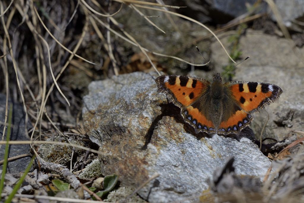 Nymphalis urticae --> Aglais urticae