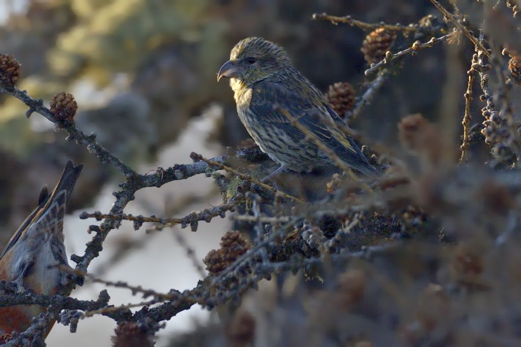 Crocieri   (Loxia curvirostra)